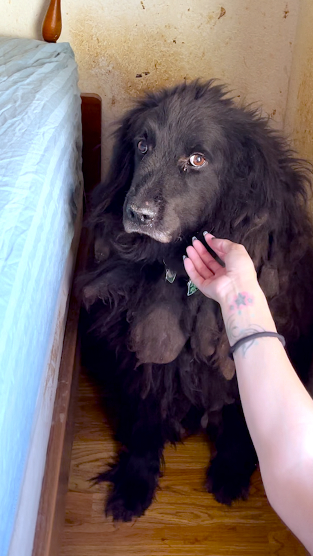 The Dodo on X: Big fluffy dog who spent six years in a corner is looking  for someone to love her forever 💗 @skysanctuaryrescue  t.cobhxyqlls6t  X