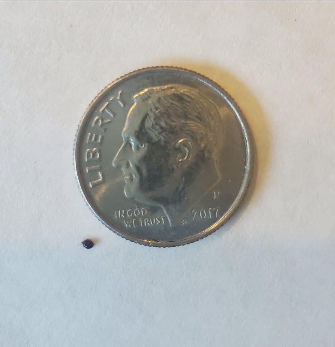 Jon_Cole_'s tweet photo. Hey don’t forget Mainers!  The cooler temps bring out more deer tick nymphs.  Do frequent tick checks and wear repellants!  #ticksafe #tinyassticks #LymeDisease #vectorborne https://t.co/v2jCVqf1tR