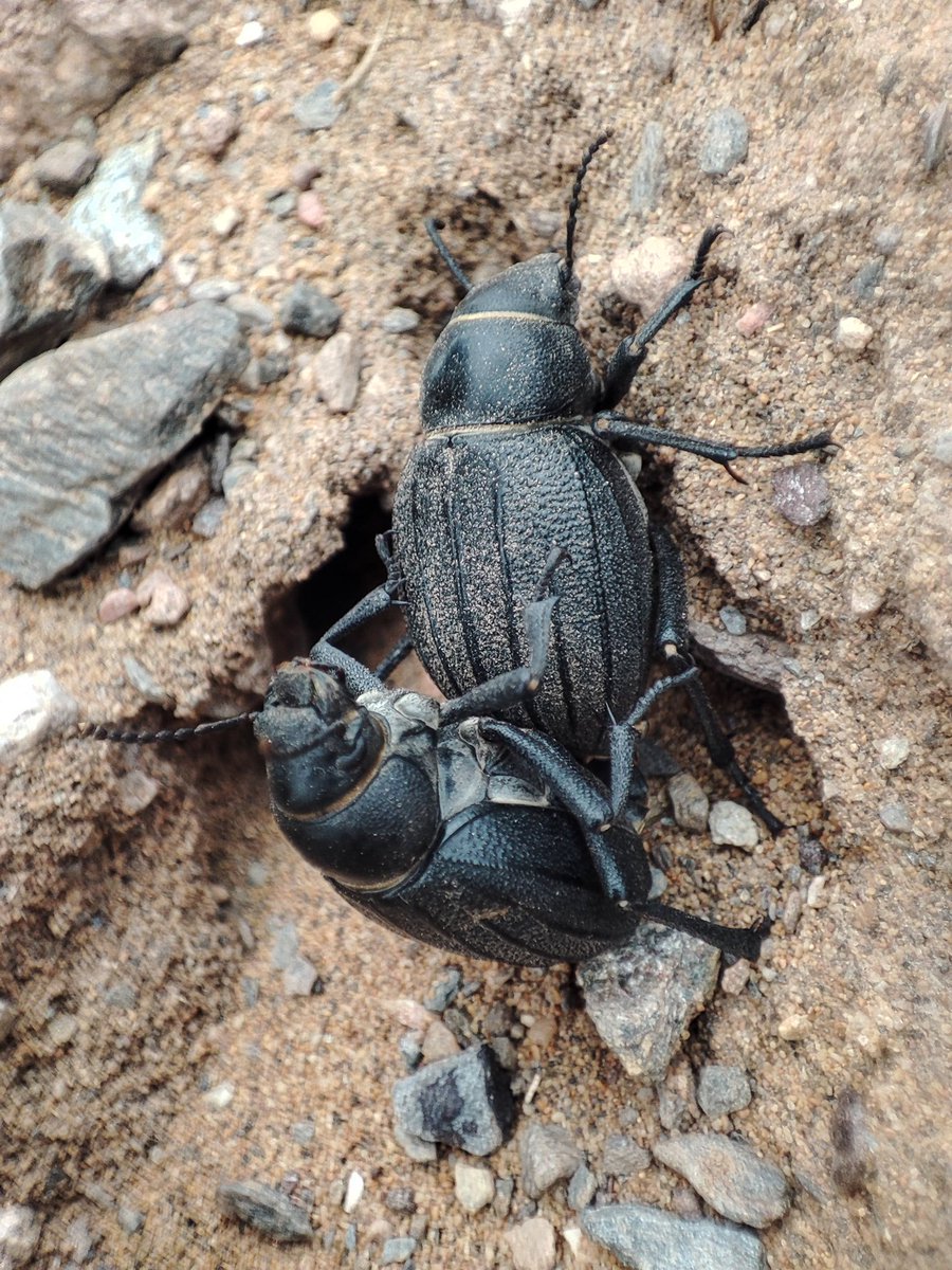 Pimelia costata

📍P.R Calblanque

#artropodos #insectos #coleoptero #insectosdelmundo #pimelia #escarabajo #fauna #faunasilvestre #faunaiberica #wildlifephotography #naturephotography #wildeurope #europeanwildlife #naturalenvironment #medionatural #regiondemurcia