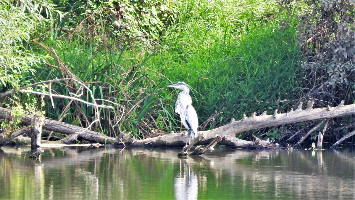 inja5248's tweet photo. #blauwe_reigers ja in meervoud want het zijn er twee op een stam in de #Heeresteertenplas op de #Isabellegreend @Limb_Landschap π
@vogelnieuws
@NatureTodayNL https://t.co/lMqXGaApvt