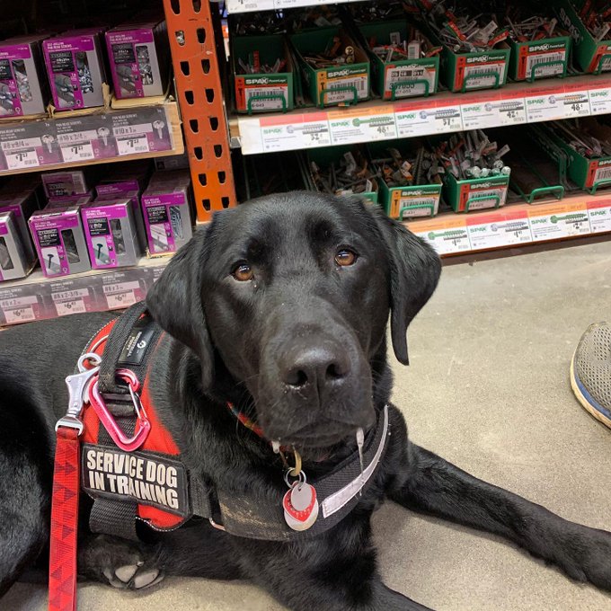 can you take your dog into home depot