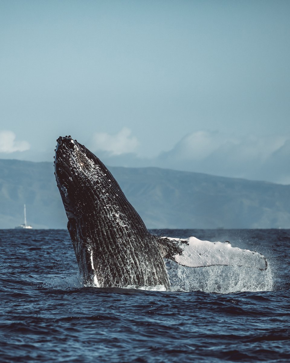 #TravelTipTuesday: Want to see humpback whales while in Maui? Start planning now for your fall and winter visit...whale season is coming up November through May with peak of the season in between mid-January and March. 

#whaleseason #humpbackwhales #mauinuimarinesanctuary #hyatt