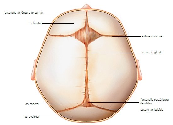 Atome De Savoir Lors De La Naissance D Un Bebe Les Os De Son Crane Ne Sont Pas Encore Soudes Fontanelles Les Zones Molles Permettent A La Tete De Se