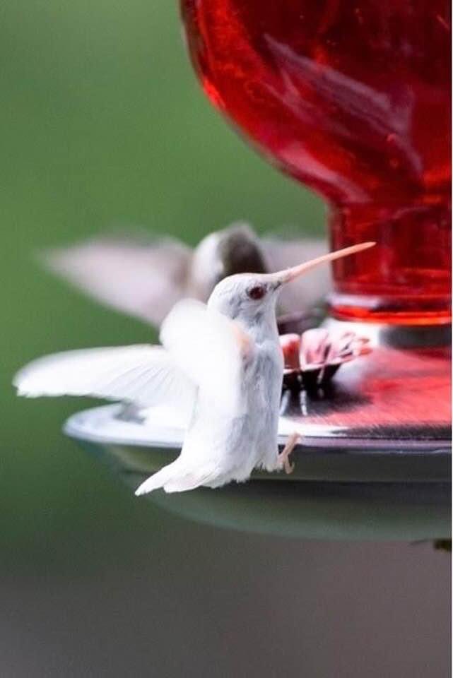 rpsimmons12's tweet photo. @spann Rare albino hummingbird at my parents’ house in Thomaston, Alabama. Photos by my father, Bobby Pritchett https://t.co/euXwXxq5I8