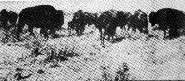 grainy black and white photo of bison roaming a field