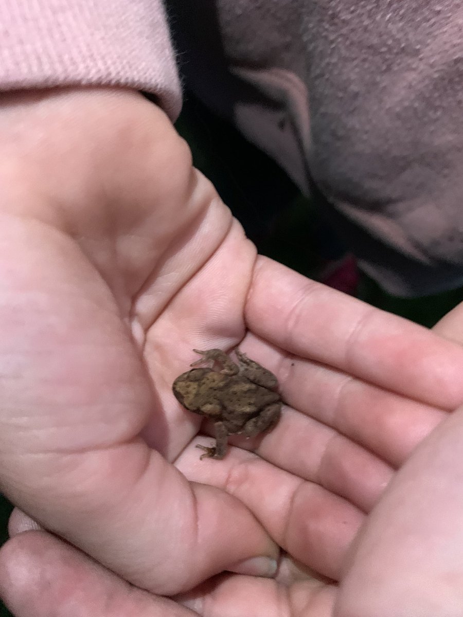 NatGoldsworth's tweet image. Have you seen the latest posts on our Facebook page? There are some VERY rare moth sightings, a badger making a house call and toadlets making an appearance during our mammal surveys!

Visit @natgoldsworth on Facebook for more!