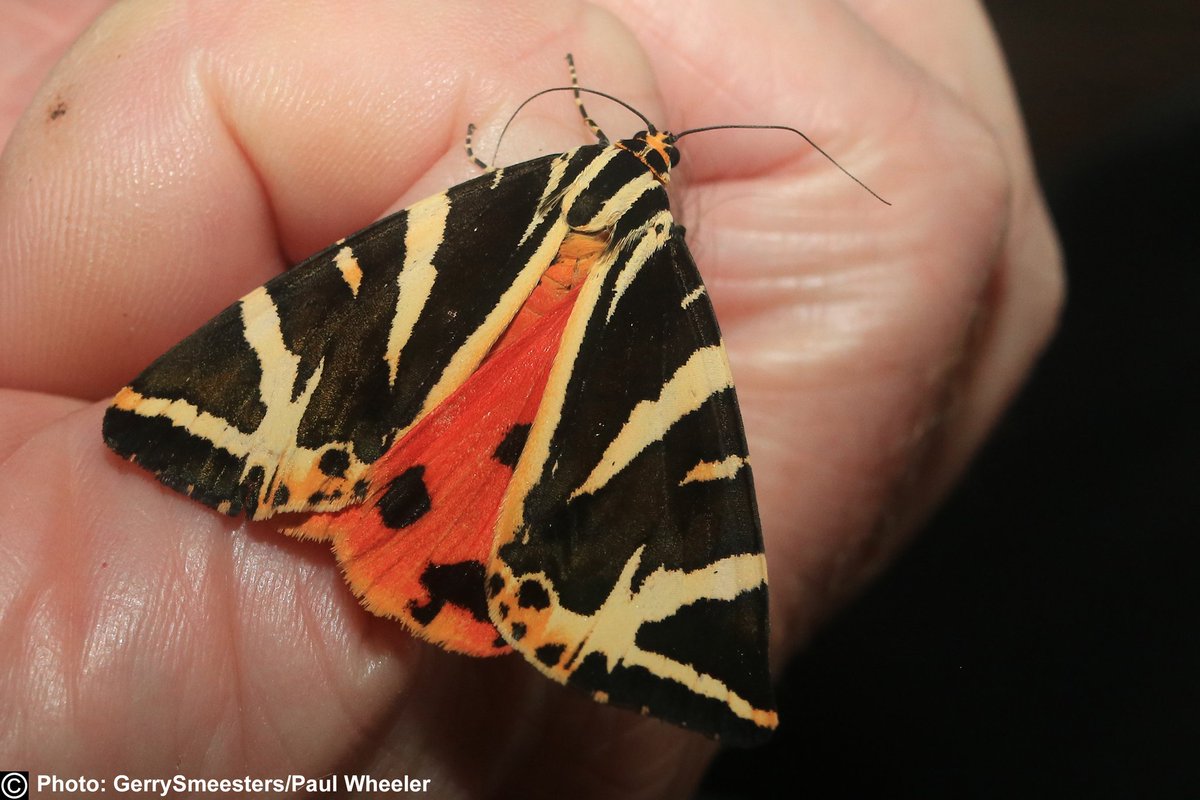 NatGoldsworth's tweet image. Have you seen the latest posts on our Facebook page? There are some VERY rare moth sightings, a badger making a house call and toadlets making an appearance during our mammal surveys!

Visit @natgoldsworth on Facebook for more!
