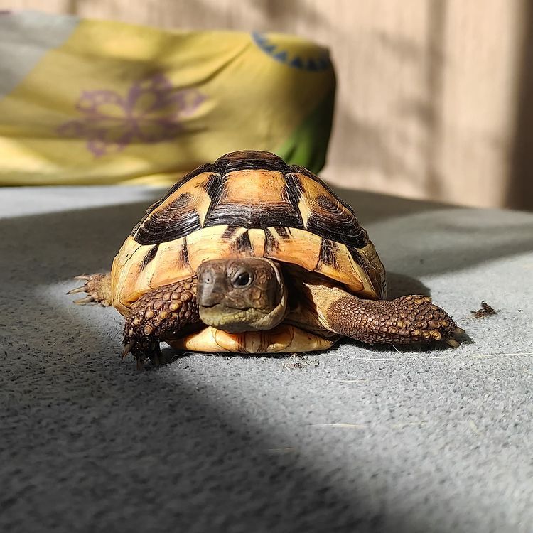 Cara Maré tweet media