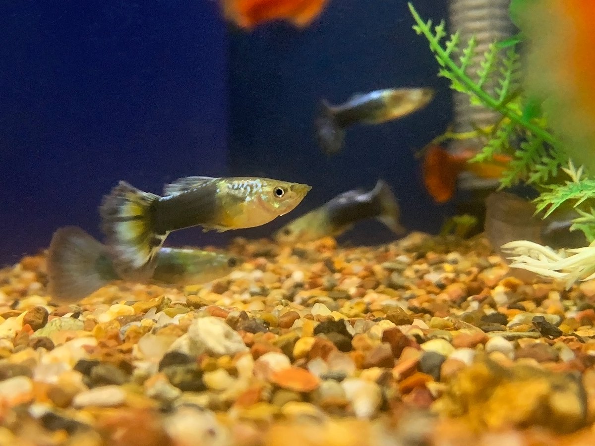 Easy to see why the #FancyGuppy is one of the most popular fish in the #aquariumhobby. They come in so many amazing color varieties!