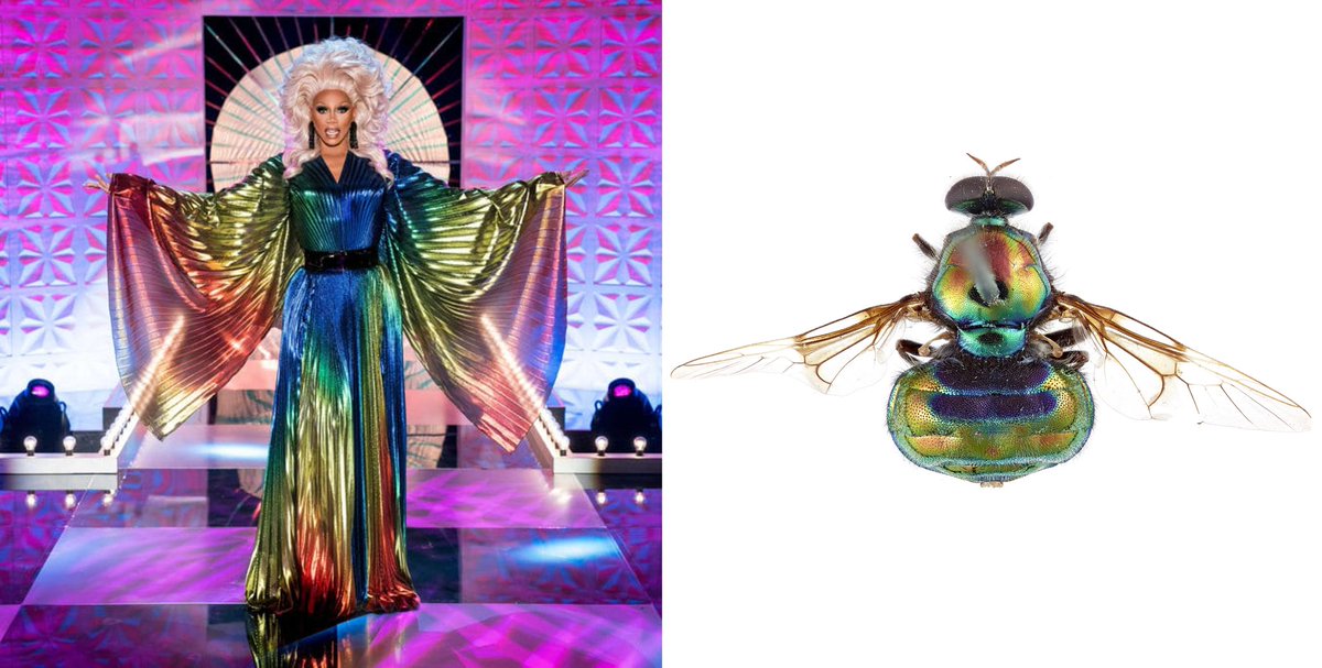 Category is: new species extravaganza! Introducing the @RuPaul soldier fly, serving charisma and uniqueness, one of 150 new species named by @CSIRO in the last year! #csirocollections csiro.au/en/news/News-r…