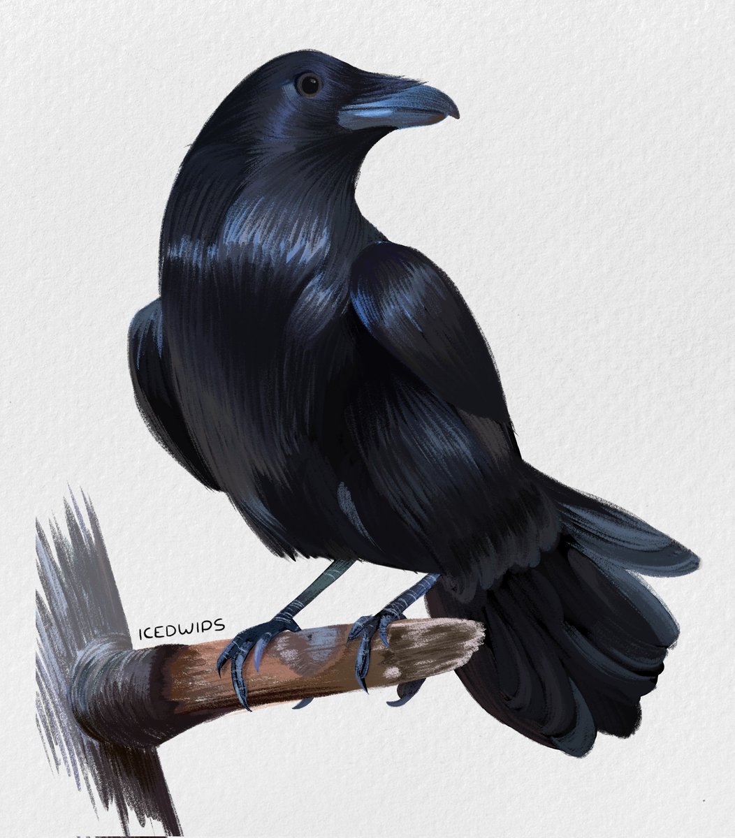 tetesphantom's tweet photo. Also posted this on my insta:) 
I've discovered my new passion/obsession: CROWS 
#crows #ravens #bird #doodle #art #sketch #arte #dibujo #artwork #ArtistOnTwitter #drawingoftheday https://t.co/aSQUL8QALI