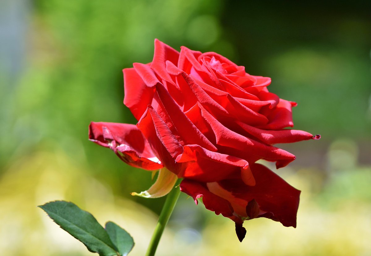 SteinFlorist's tweet photo. “A rose by any other name would smell as sweet.” – William Shakespeare
.
.
#steinflorist #steinyourflorist #flowers #florist #flowershop #floristry #shopsmall #shoplocal #smallbusiness #rose #shakespeare #flowerquote #floralquote #williamshakespeare https://t.co/37flfNTIJ6