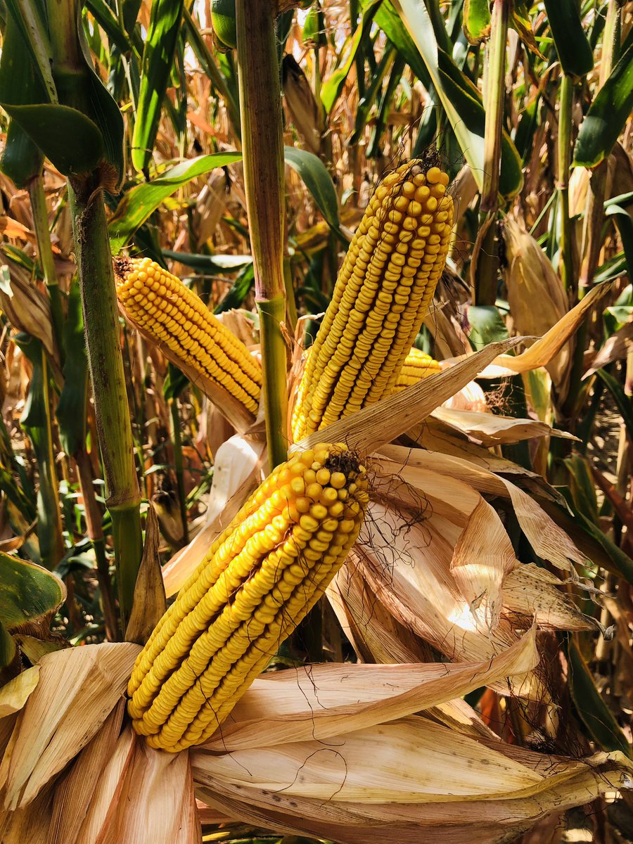 Out scouting Dyna-Gro 51VC67, looks promising!!! <a href="/DynaGroSeed/">Dyna-Gro Seed</a> <a href="/NutrienAgRetail/">Nutrien Ag Solutions</a> <a href="/NutrienEast/">Nutrien Ag Solutions-East</a>