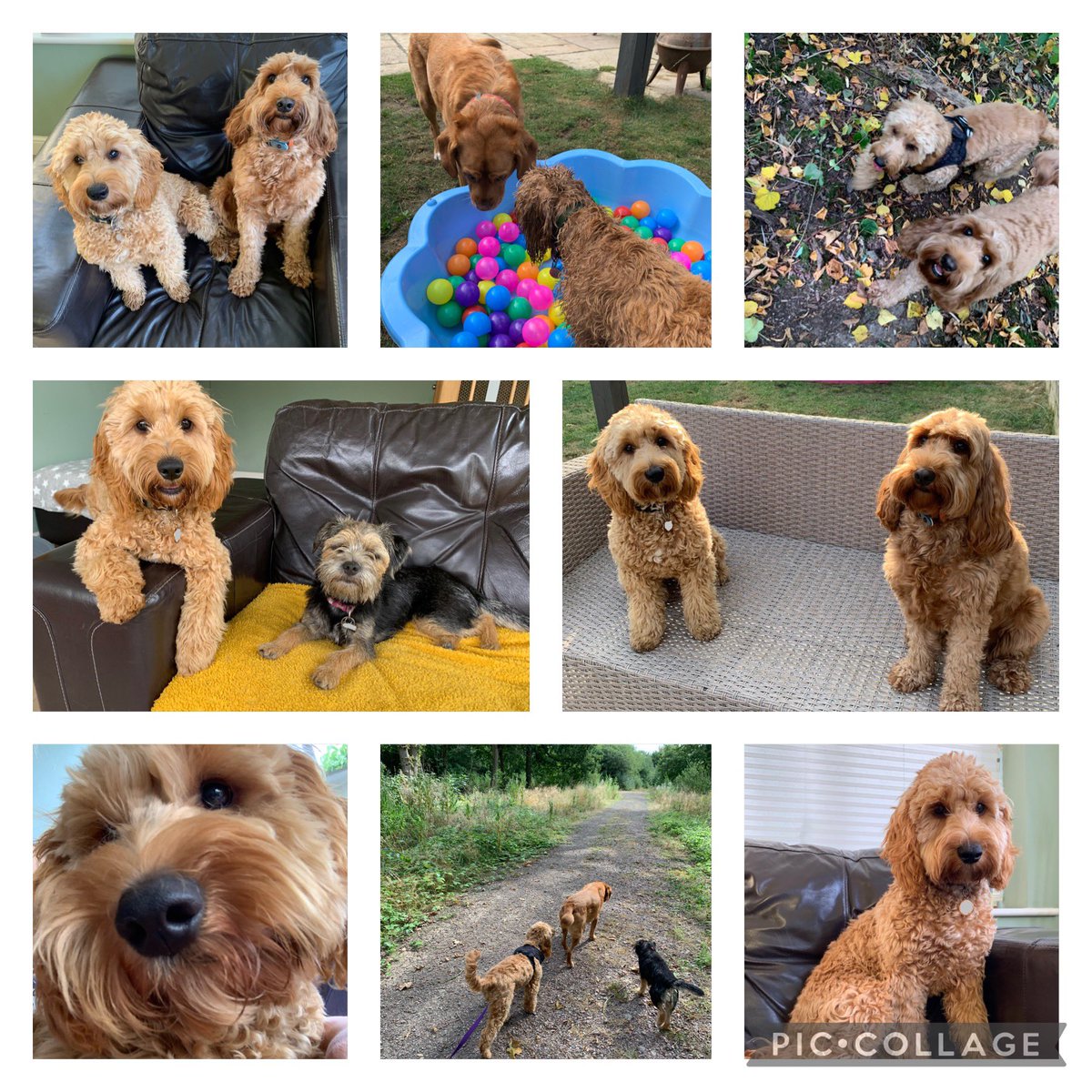 Lovely to look after beautiful <a href="/PoplarFarmdog/">Lola</a>! She made new friends and enjoyed her mini-break away from her busy job as a school dog @poplarfarmsch!! 💕🐾 #schooldog #dogsonholiday #doghomeboarding