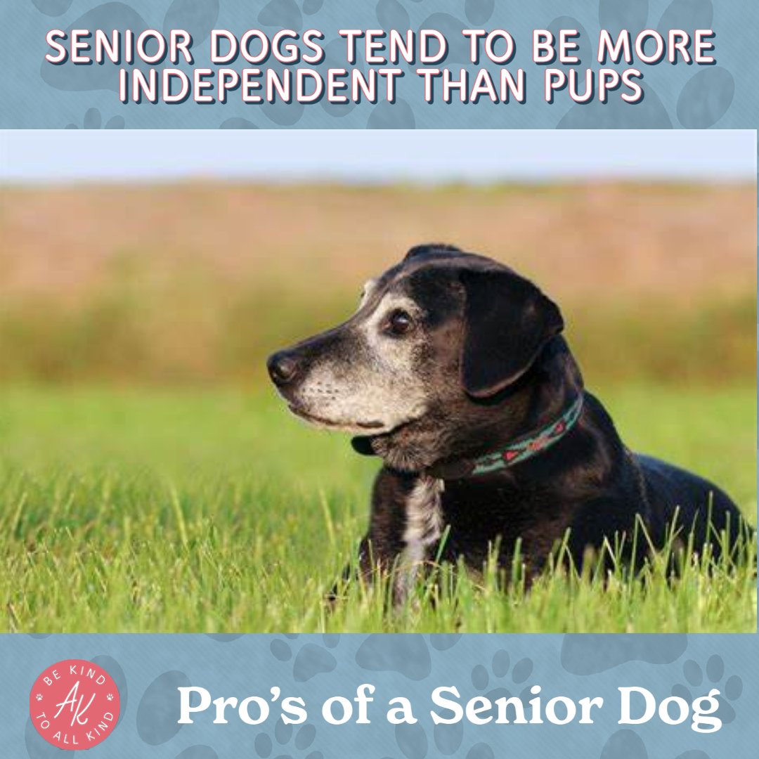 Do you have a job and worry you cannot leave your new dog home alone? Well that is another plus to adopting an senior dog! They  tend to be more comfortable being independent than younger dogs. 

#AdoptaLessAdoptablePet, #SeniorDogs, #OldDogs, #BeKindtoAllKind, #Abilene, #Texas