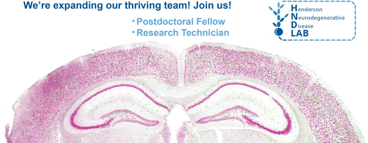 We are expanding our team! If you are looking for a postdoc or technician position, and are interested in understanding neurodegenerative disease, please reach out and apply.  <a href="/VAInstitute/">Van Andel Institute (VAI)</a>  bit.ly/3hwVCap