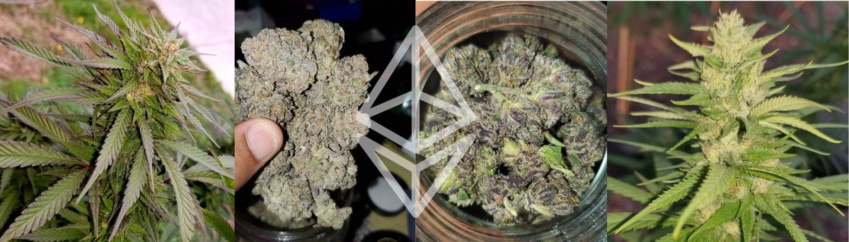 Buy your Cannabis #NFTs here 
opensea.io/collection/can…

#nftcollector #nftart #NFTartist