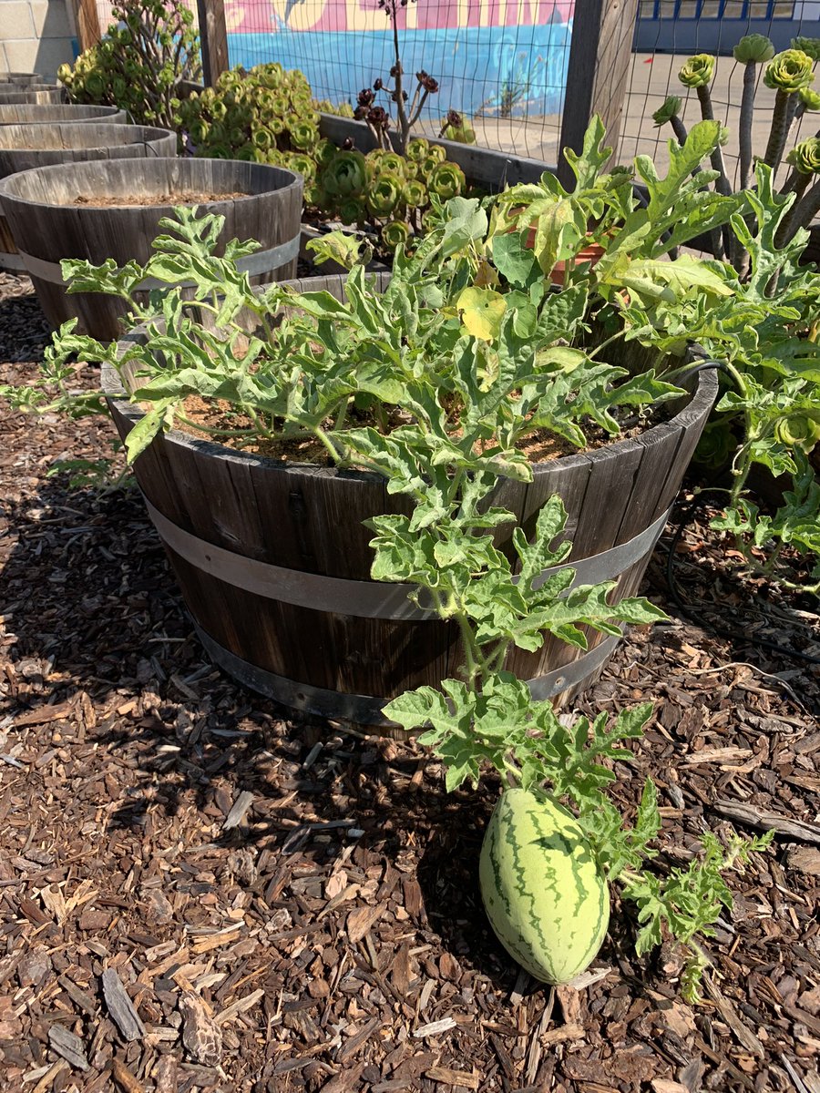 What a gift to partner with <a href="/FoodCorps/">FoodCorps</a> who helps us all connect with nature and allows our garden to thrive. Thank you <a href="/sdschools/">San Diego Unified</a> for this opportunity.
