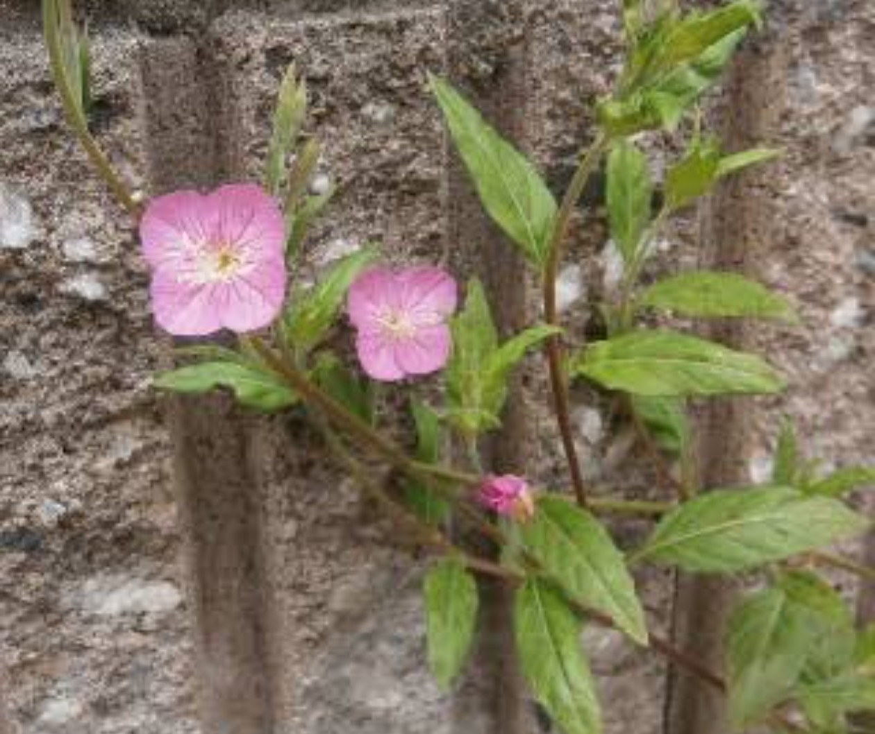 たーこいず 調べたわ D ユウゲショウ 夕化粧 4月 秋にかけて鮮やかなピンクの花を咲かせる雑草 名前のイメージで夕方に咲く花だと思われがちだが 花が開くのは早朝 夕方になるとしぼんでしまう 1日花 もともとは明治時代に観賞用
