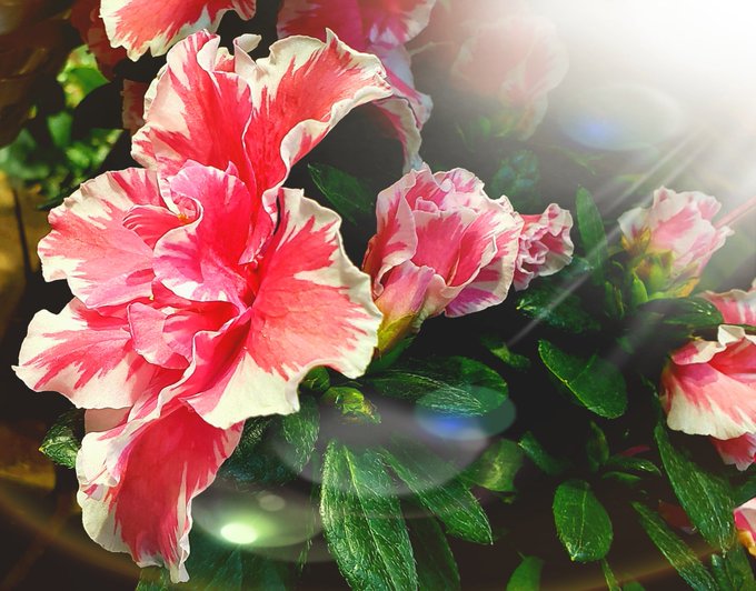 アザレアニコレットのtwitterイラスト検索結果