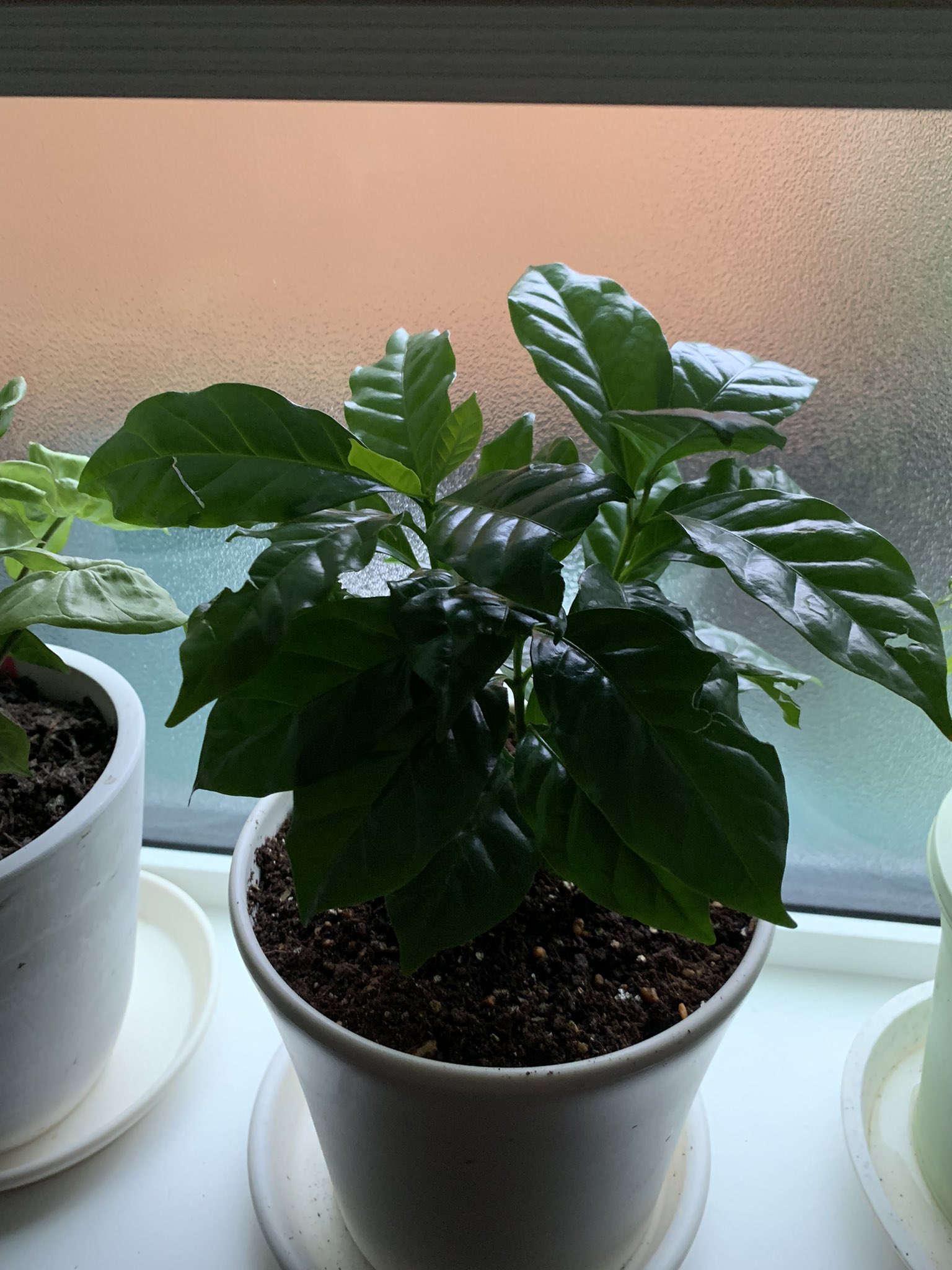 まゆ I Smart おはようございます 先日の事 新しく迎え入れたコーヒーの木 愛猫に齧られるの巻 グリーン好きやねん 一条工務店 しろねこ 白猫みゅう コーヒーの木 T Co 0mhf9nvmoc Twitter