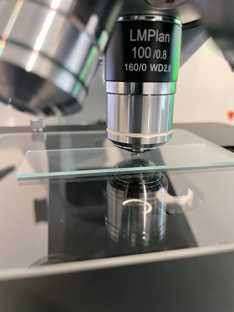 Ryan Ringo tweet media