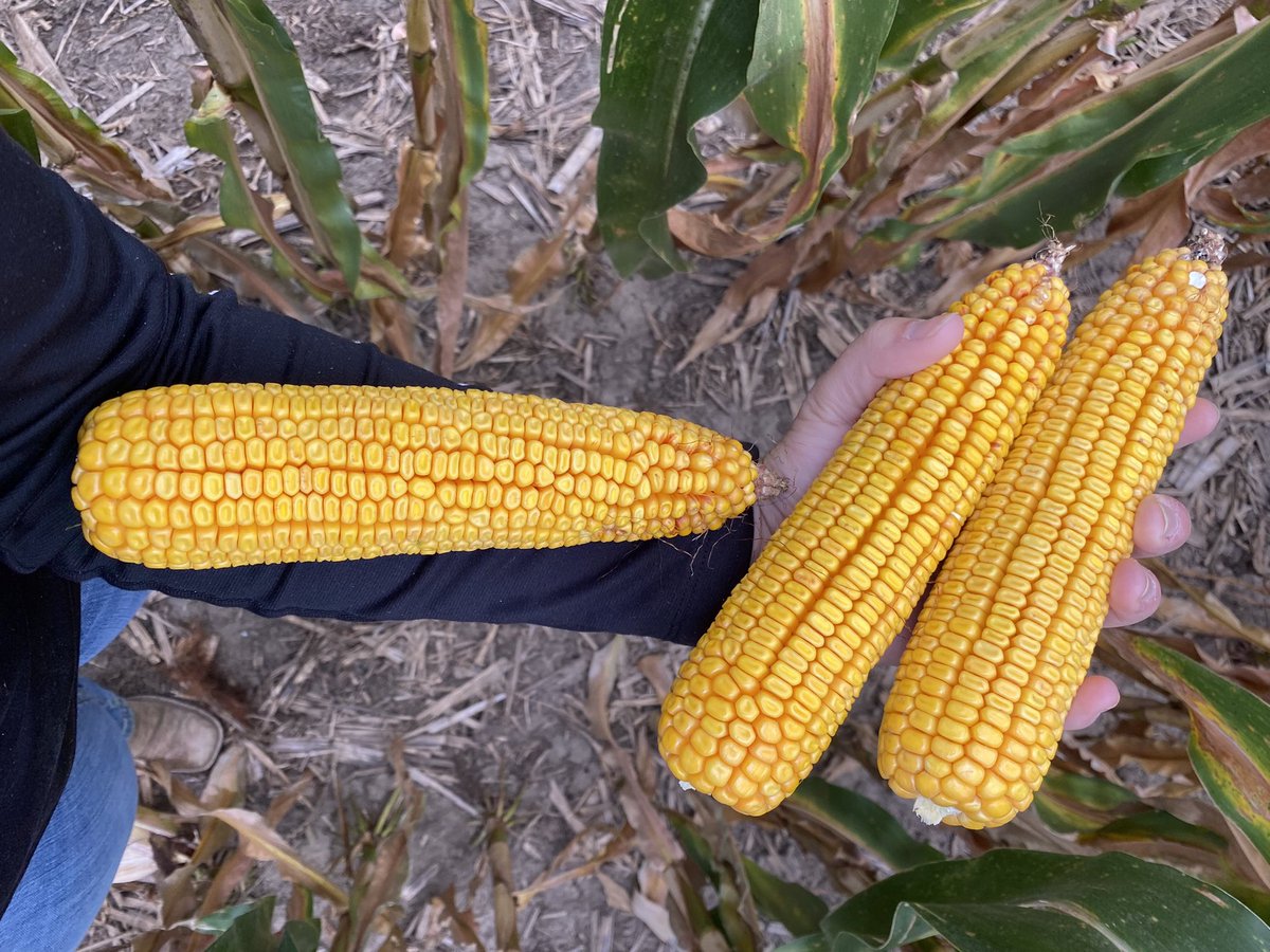 crystaldau's tweet photo. Either I have short forearms or P0075Q can crank out some grain! #qromeshines @PioneerSeeds https://t.co/rAf6TkWkUn
