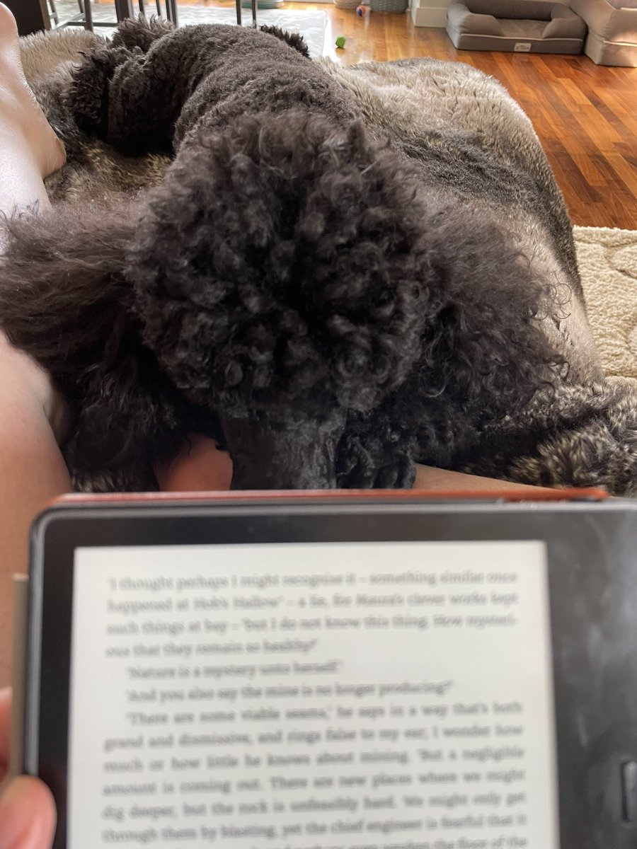stemshell's tweet photo. @WKCDOGS Reading on the couch together :) https://t.co/jY2abO88FC