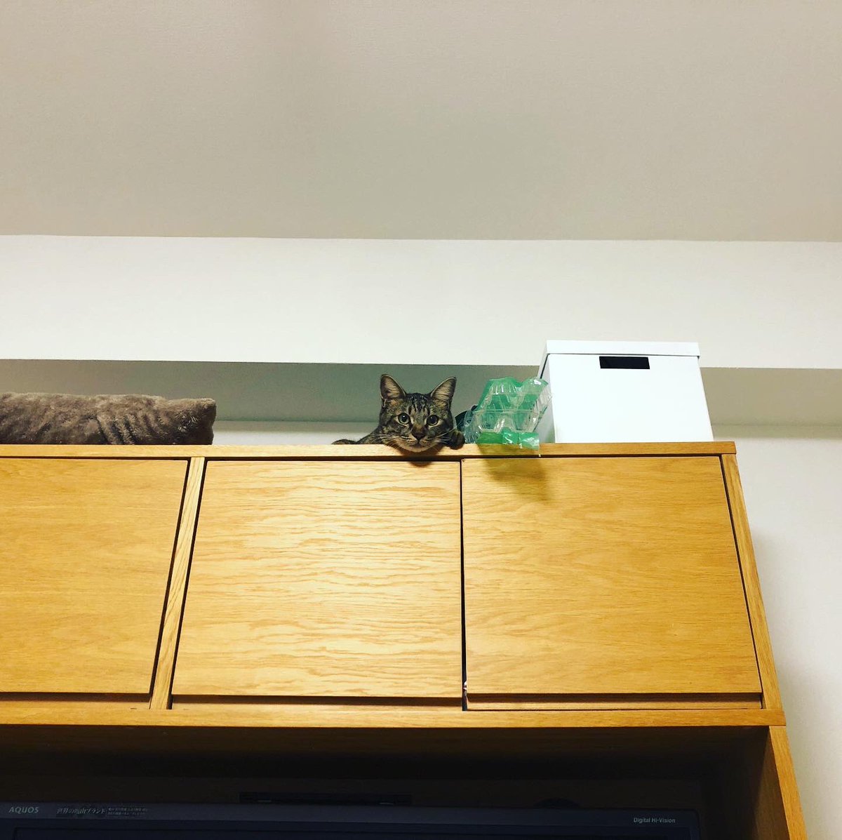 ちゃあとあお おはようございます 高い所好きのちゃあ 全然関係ないですが 口内炎がずーっと治らない 家に来て369日目 猫好きさんと繋がりたい ねこ ネコ 猫 ちゃあとあお 猫のいる暮らし ちゃあとあお おはようございます 高い所好きのちゃあ 全然関係ないですが 口内炎がずーっと治らない 家に来て369日目 猫好きさんと繋がりたい ねこ ネコ 猫 ちゃあとあお 猫のいる暮らし