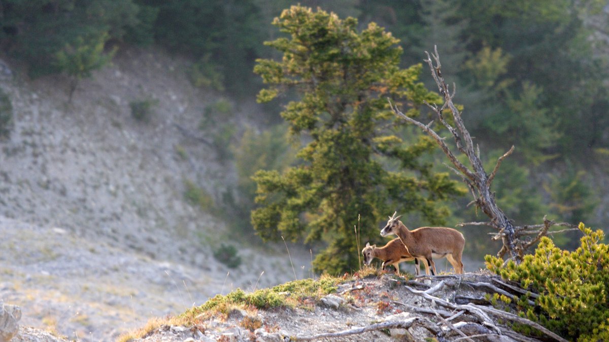 AlainLeteve's tweet photo. ...une brebis et son agneau surgissent en face juste à mon niveau...
...a sheep and its lamb arise in front just at my level...
#mouflon #bighornsheep #nature #wild #thingsoutside #montagne #mountain #alpesdehauteprovence #lesmonges https://t.co/YZVGJzBhdU