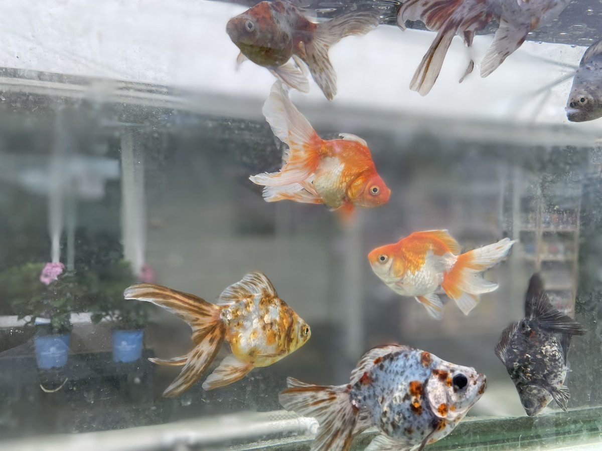 Went with <a href="/MsSappsClass/">Ms.S's. Science Class</a> today to <a href="/RandysNursery/">Randys Nursery Gwinnett</a> to get supplies for our STEAM Gardens! Lots of variety and a great resource for schools, make sure to visit them! <a href="/BaggettTitans/">Baggett Titans</a> #steamgarden #elementarygardens #supportlocal