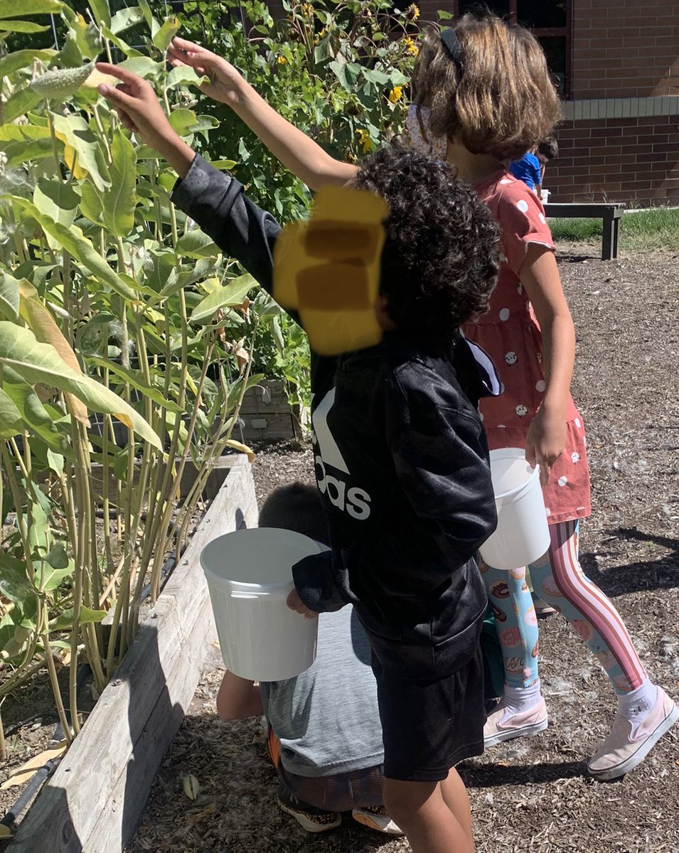 GinaKwid's tweet photo. Harvesting Milkweed seeds in the school garden to do our part to help the Monarch butterflies. #wearewestada #galileostemacademy #elementaryengineering #stem #gardeningisstem https://t.co/wOkYKdAgkQ