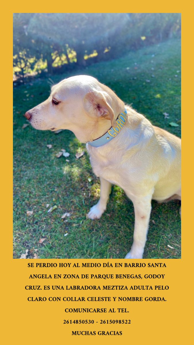 Es mi perrita si alguien sabe algo por favor avíseme 🙏🏼