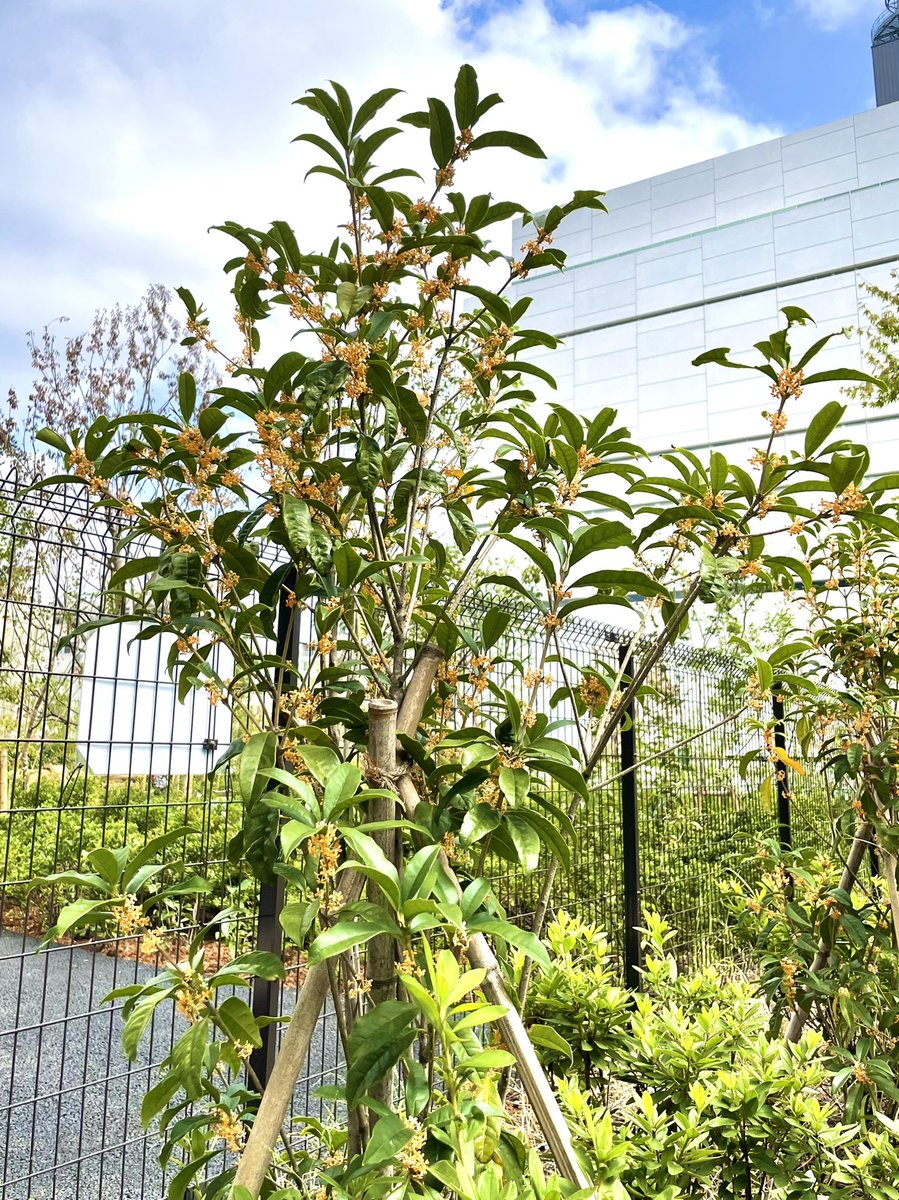 Bancho Forest あちらこちらから金木犀の香りが 花は少ないですが 番町の森 の金木犀も咲きました 3枚目の写真 番町の森と隣の駐車場との間にもかわいらしい金木犀がありますよ 都会の森 番町の森 千代田二番町 金木犀 キンモクセイ 番町の庭 Bancho Forest あちらこちらから金木犀の香りが 花は少ないですが 番町の森 の金木犀も咲きました 3枚目の写真 番町の森と隣の駐車場との間にもかわいらしい金木犀がありますよ 都会の森 番町の森 千代田二番町 金木犀 キンモクセイ 番町の庭
