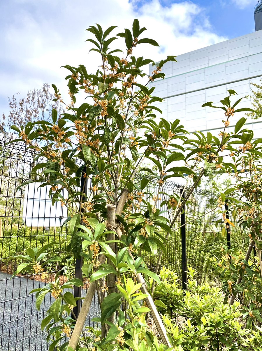 Bancho Forest あちらこちらから金木犀の香りが 花は少ないですが 番町の森 の金木犀も咲きました 3枚目の写真 番町の森と隣の駐車場との間にもかわいらしい金木犀がありますよ 都会の森 番町の森 千代田二番町 金木犀 キンモクセイ 番町の庭