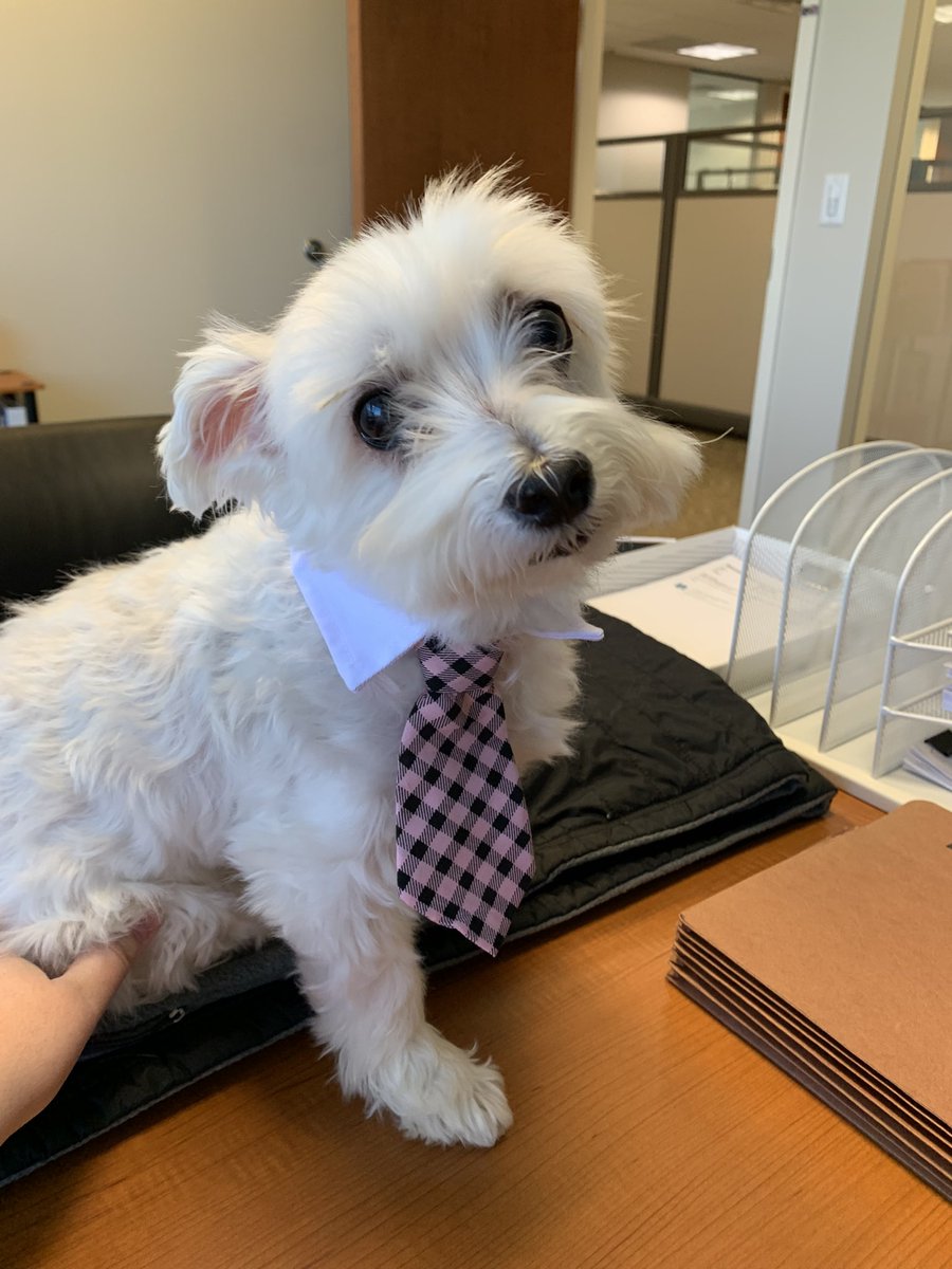 Maria_Lampman's tweet photo. @IvePetThatDog Toby would love to come to a PetGala! https://t.co/n20VSPInkS