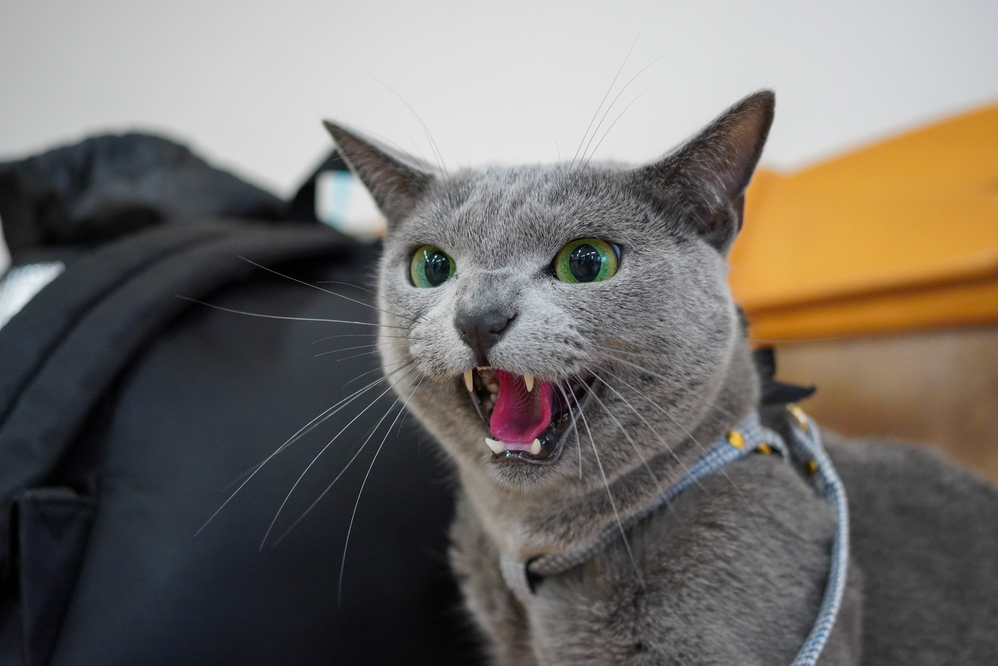 猫のミント 久しぶりにシャーしたミントを載せてみる 猫のシャーかわいいよね 猫をtlに流しちゃおう 猫好きさんと繫がりたい T Co Jvjjtszc1r Twitter
