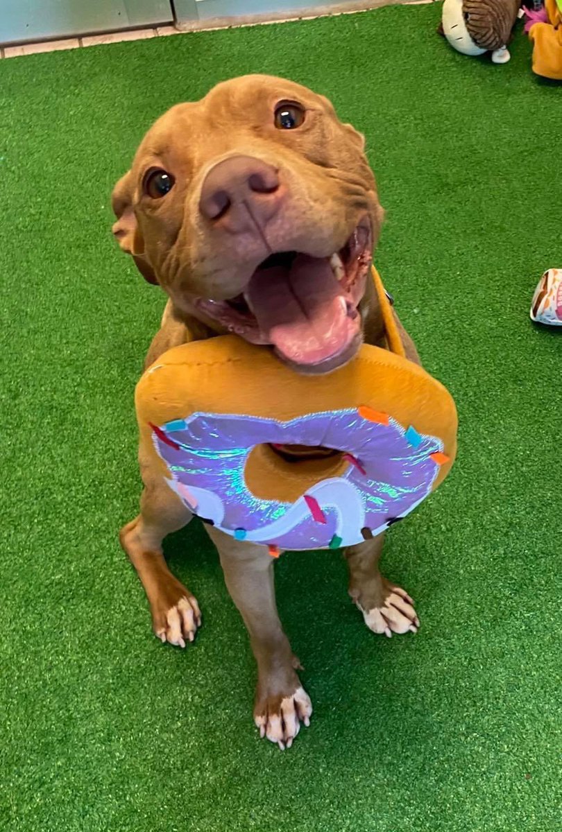 CuyahogaDogs's tweet photo. What’s sweet on the inside and golden brown on the outside? Me, of course, and a cream filled donut! I’d love to show you my soft side, just come meet me and I’ll give you lots of snuggles. Happy Cream Filled Donut Day! 

🍩 Deeno 🍩 

#CCASDailyDog #cuyahogadogs #adoptme https://t.co/aRZpovDSya