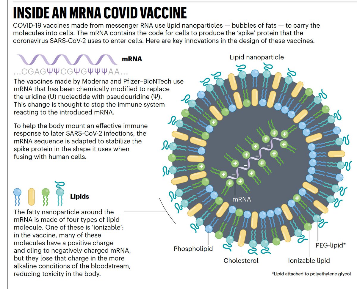 EricTopol's tweet photo. What an outstanding ★ feature on the long history of mRNA vaccines and their future potential, by @ElieDolgin @Nature https://t.co/PZ1eFFnRsi https://t.co/CjeS4vq0gx