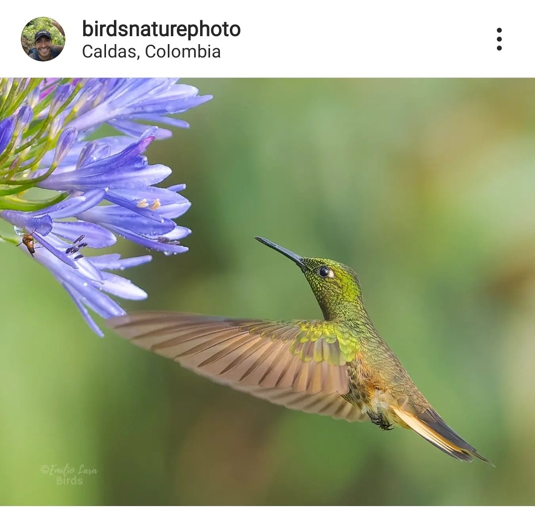 Para todos quienes necesiten, les envío esta dosis de ánimo hecha fotográfia #colibricolihabano
#bufftailedcoronet 🐦
En despliegue total 💚🌺