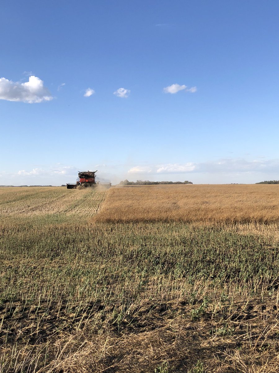 <a href="/mgmseed/">Graham Morrow</a> having fun Straight Cutting his Canterra LL Canola. 
Don’t be stuck with programming next year #MakeTheChange