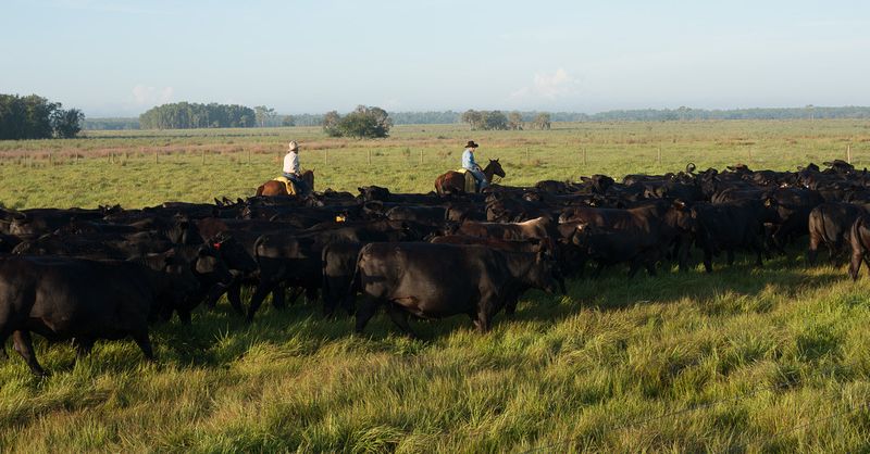 Did you know that agriculture is the second-largest industry in Florida? Listen to the @TheFarmTraveler podcast with insight from @fcrbeef to learn how Florida's many cattle ranches contribute to both the economy and environment. #beef #cattleranchers  bit.ly/3Cpk99x