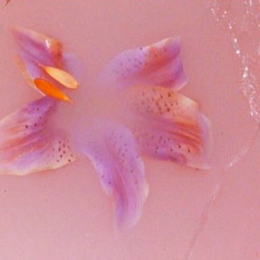 HS1 (@hstyles1era) on Twitter photo 