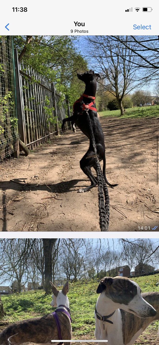 MapperleyPets's tweet image. A few shots of the MP SERVICES CREW 🐾🌟🐾 #mapperleypetservices #NottinghamDogWalker #nottinghamPetSitter