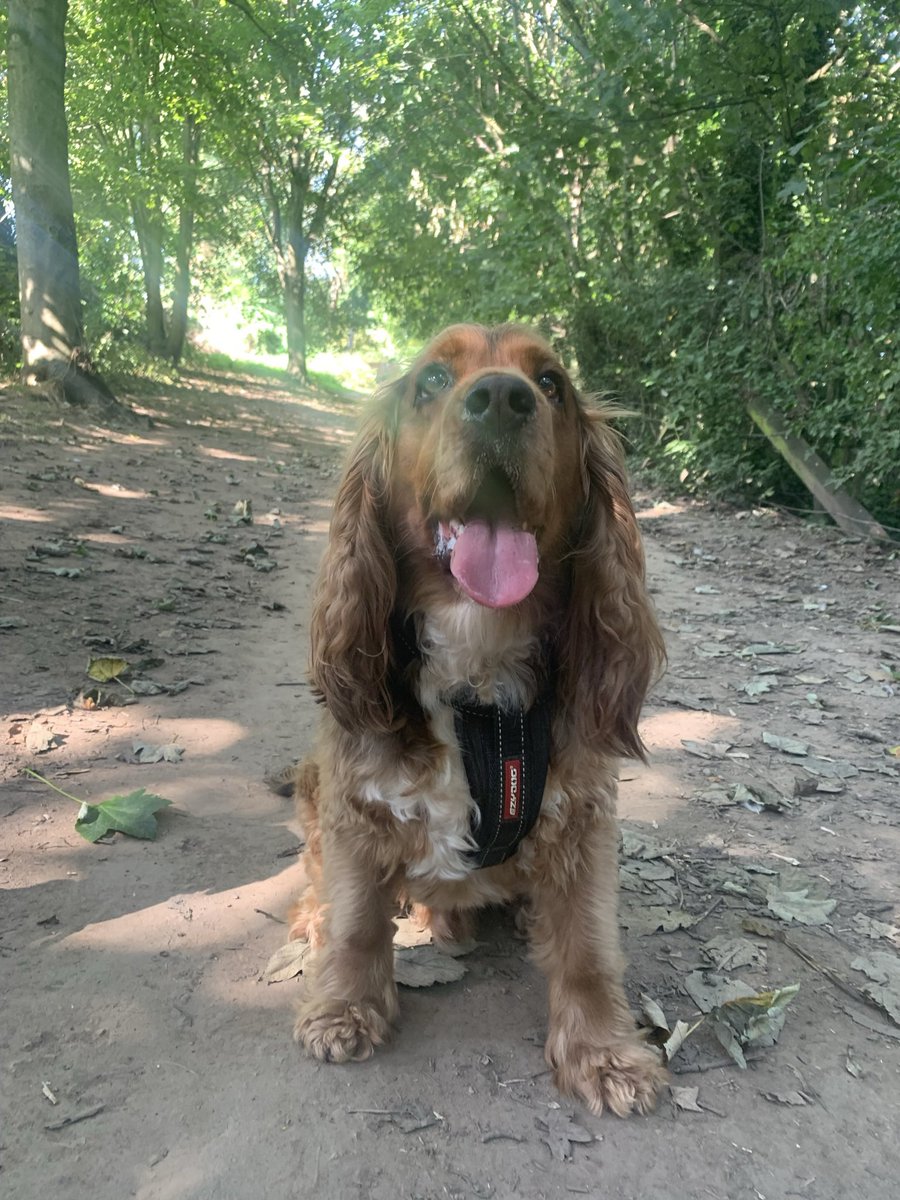 MapperleyPets's tweet image. A few shots of the MP SERVICES CREW 🐾🌟🐾 #mapperleypetservices #NottinghamDogWalker #nottinghamPetSitter