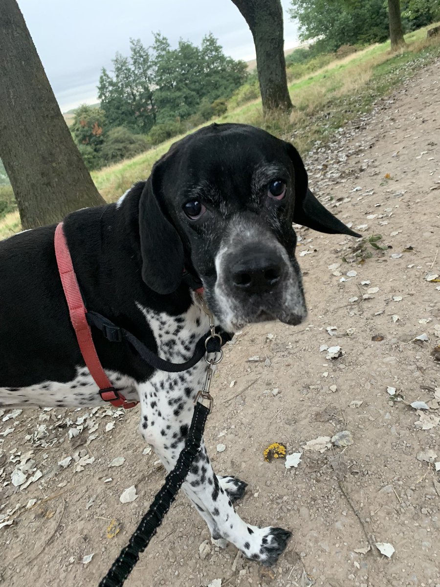 MapperleyPets's tweet image. A few shots of the MP SERVICES CREW 🐾🌟🐾 #mapperleypetservices #NottinghamDogWalker #nottinghamPetSitter