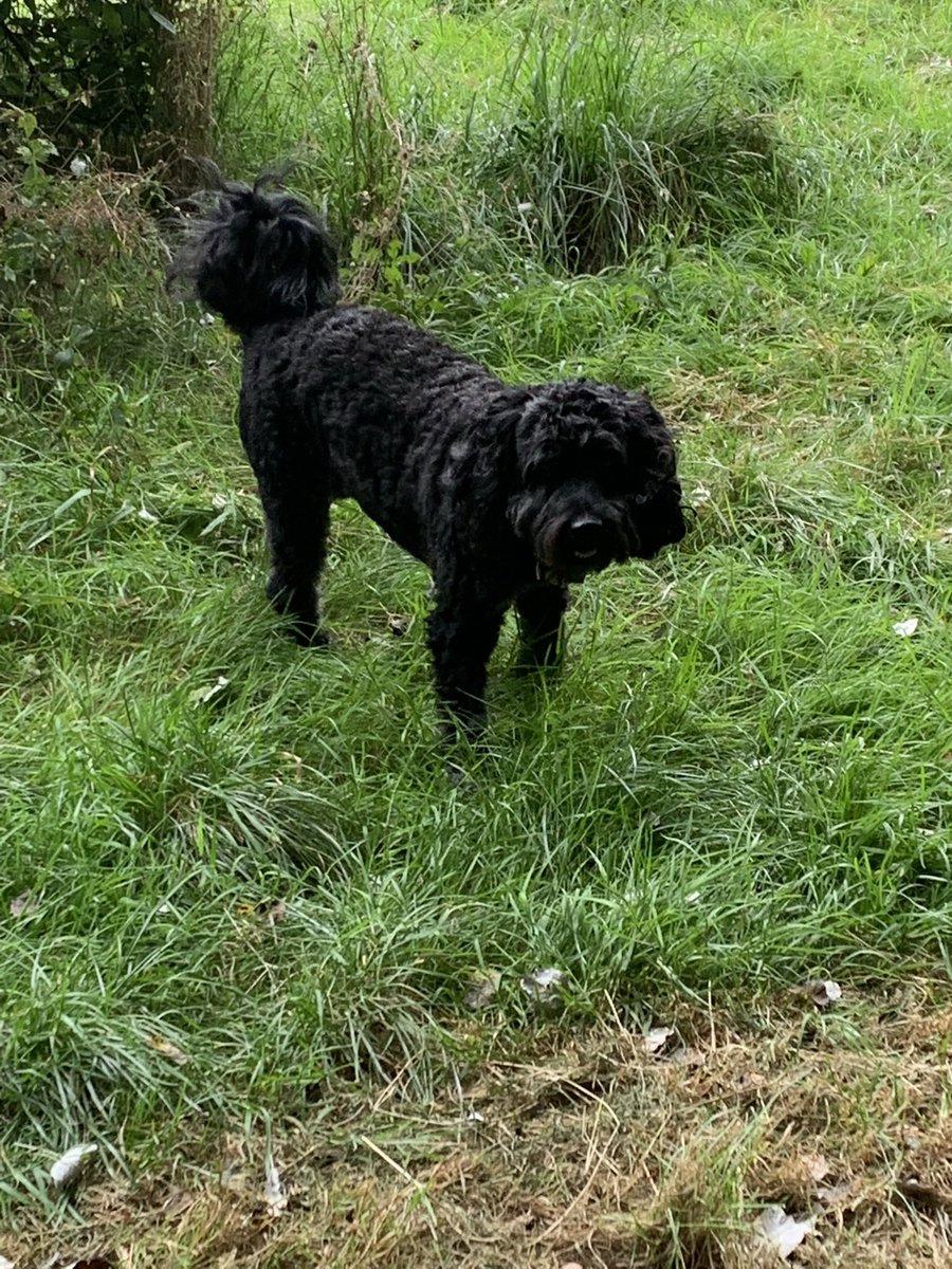 MapperleyPets's tweet image. A few shots of the MP SERVICES CREW 🐾🌟🐾 #mapperleypetservices #NottinghamDogWalker #nottinghamPetSitter