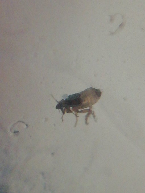 I have those lil fleas at home, ehhh... https://t.co/IYWkOlBgvX