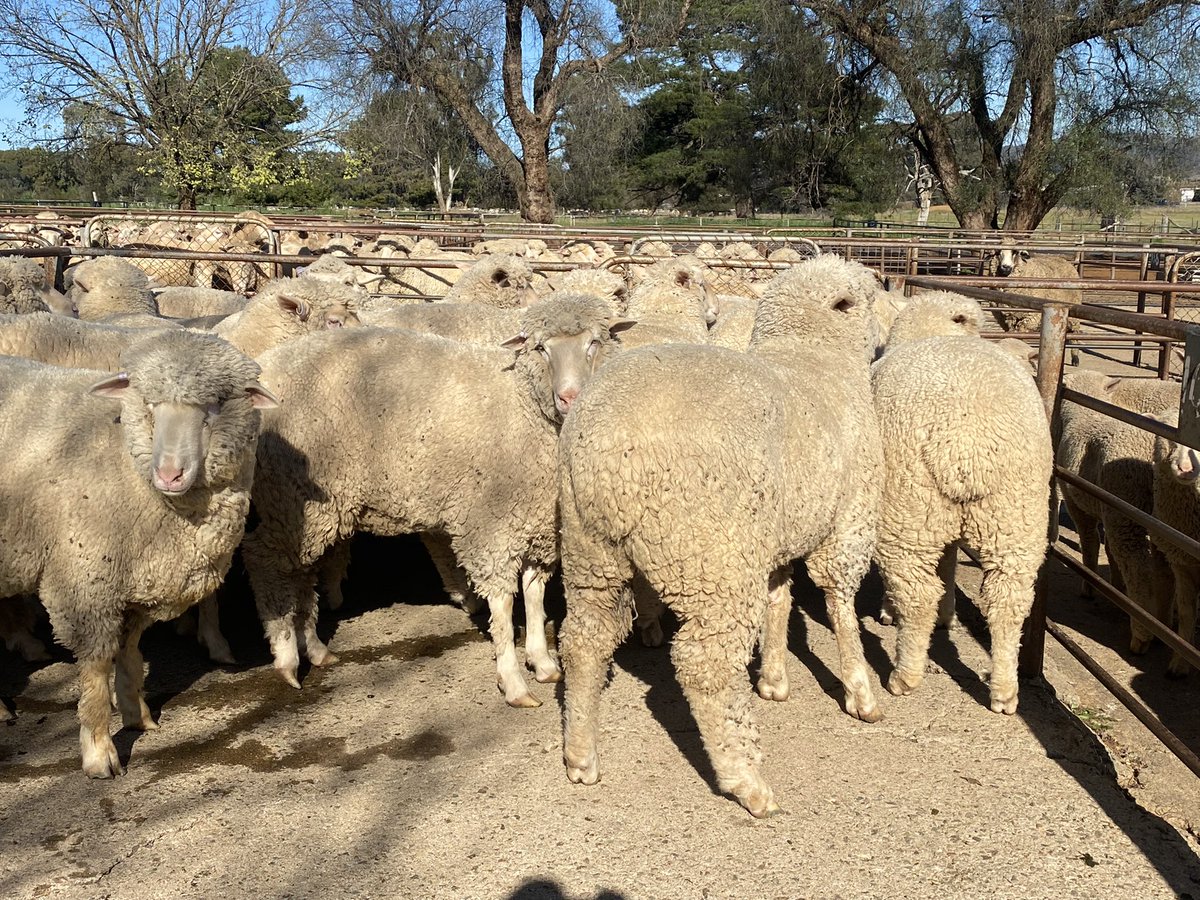 Rob Grace’s Lambs made $310 in Cootamundra this morning <a href="/AdamRandall83/">Adam Randall</a>