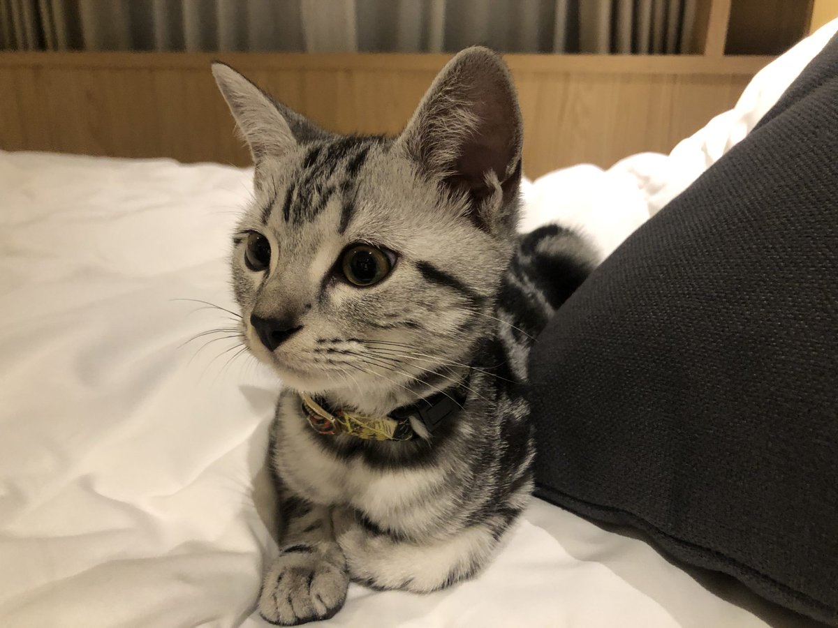 TripPlusTravel's tweet photo. Have a great time staying at @Kimpton @IHGhotels Kimpton Da An Hotel in Taipei, Taiwan. This is definitely one of the best pets-friendly hotels! #kimpton #IHG #taipei #taiwan #botiquehotel #staycation #cat #americanshorthair #petsfriendly #tripplus https://t.co/lK1rQWIWAi